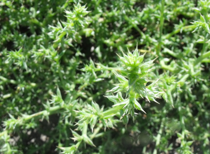 Pianta di spiaggia - Salsola kali